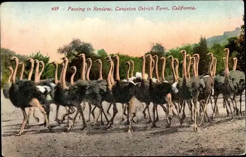 Ak South Pasadena Kalifornien USA, Cawston Ostrich Farm, Straußenfarm