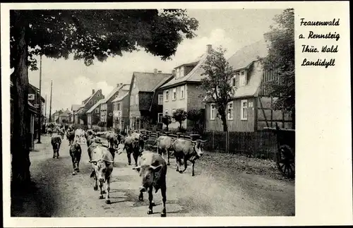 Ak Frauenwald am Rennsteig im Thüringer Wald, Landidyll, Viehtrieb, Straßenpartie