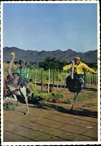 Ak Oudtshoorn Südafrika, Straußenrennen, Straußenfarm