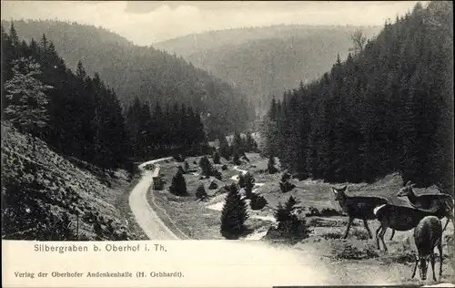Ak Oberhof im Thüringer Wald, Silbergraben, Rehe