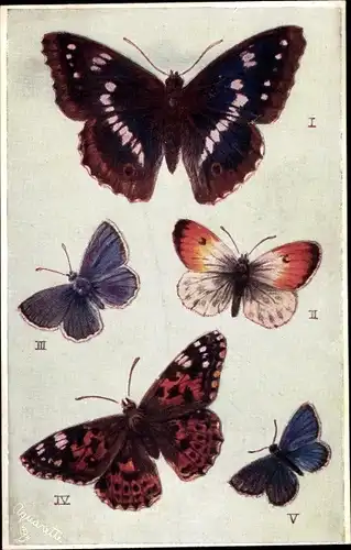 Präge Ak Buterflies on the Wing, Schmetterlinge, Purple Emperor, Painted Lady, Orange Tip