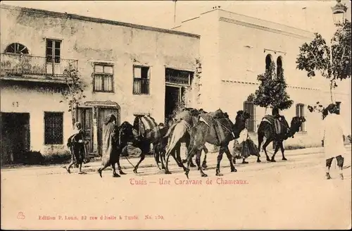 Ak Tunis Tunesien, Une Caravane de Chameaux