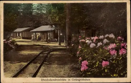 Ak Grüngräbchen Schwepnitz in der Lausitz, Rhododendronkulturen T. J. Rud. Seidel, Blüte