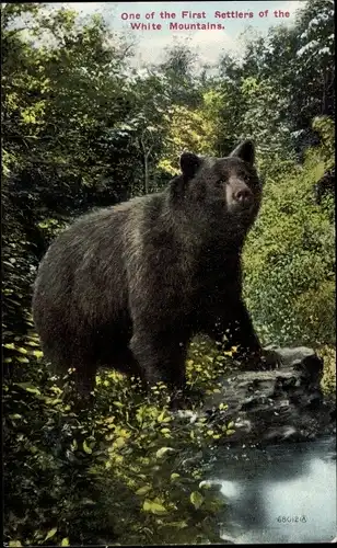 Ak New Hampshire USA, One of the first settlers of the White Mountains, Bär