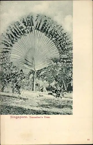 Ak Singapore Singapur, Traveller's Tree