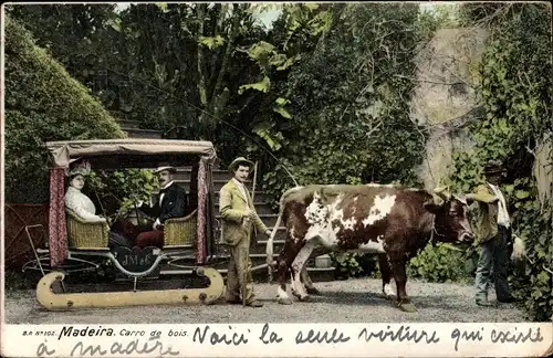 Ak Insel Madeira Portugal, Carro de bois, Schlittengespann mit Ochsen
