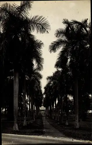 Foto Ak Singapore Singapur, Palmen Allee