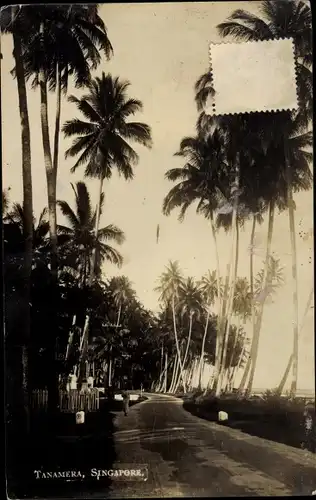 Ak Tanamera Singapore Singapur, Straßenpartie, Palmen Allee