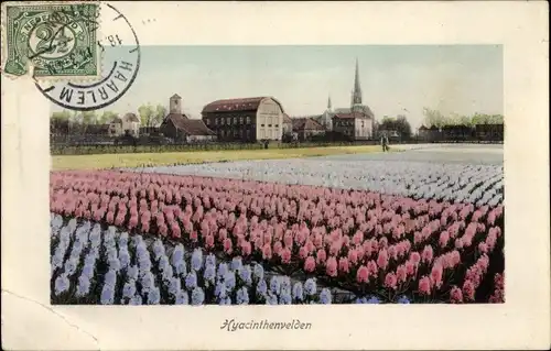 Ak Niederlande, Hyacinthenvelden, Hyazinthen, Blumenfelder