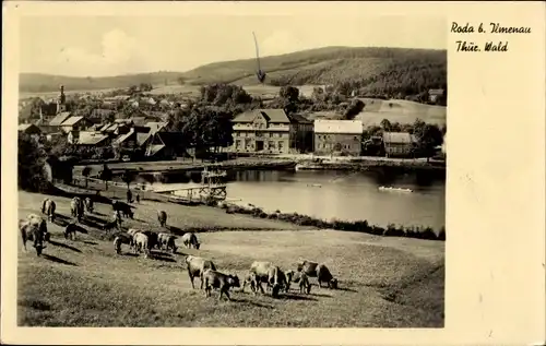 Ak Roda Ilmenau in Thüringen, Blick auf den See, Vieh, Weide, Kühe