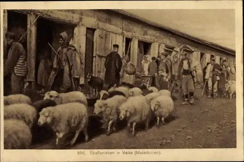 Ak Veles Mazedonien, Straßenleben, Schafherde