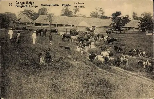 Ganzsachen Ak DR Kongo Zaire, Stanley Falls, Romee, la ferme, Rinder