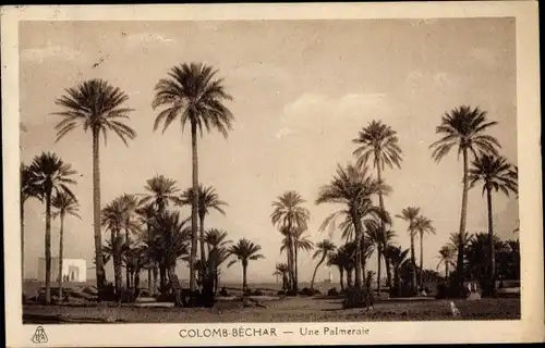 Ak Colomb Bechar Algerien, Une Palmeraie