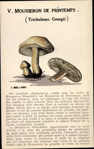 Ak Pilze, Mousseron de Printemps, Tricholma Georgii