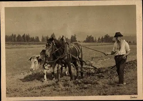 Ak Sachsenkalender 1946, Bauer beim Pflügen, Landwirtschaft, Pferd, Kuh