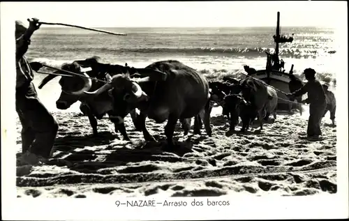 Ak Nazare Portugal, Arrasto dos barcos, Rinder ziehen Boot aus dem Meer