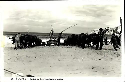 Ak Nazare Portugal, Juntas de bois recolhendo barcos, Einholen der Fischerboote mit Ochsen, Strand