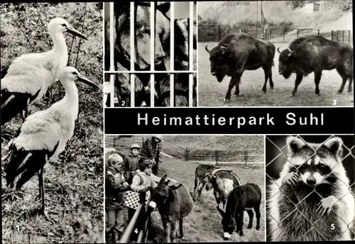 Ak Suhl in Thüringen, Heimattierpark Suhl, Waschbär, Esel, Wisente, Braunbär, Weißstörche, Gehege