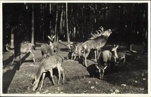 Ak Moritzburg Sachsen, Jagdschloss, Hirsche im Wald, Fütterung