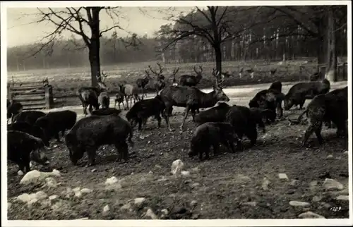 Ak Moritzburg Sachsen, Jagdschloss, Wildfütterungsplatz