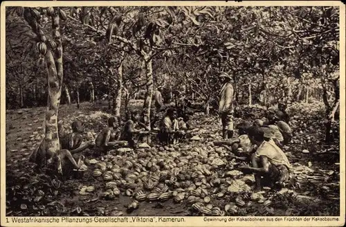 Ak Kamerun, Gewinnung von Kakaobohnen, Westafrikanische Pflanzungsgesellschaft Viktoria