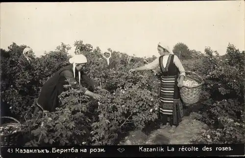 Ak Kazanlak Kasanlak Bulgarien, Frauen in Trachten bei der Rosenernte