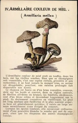 Ak Pilze, Armillaire Couleur de Miel, Armillaria mellea