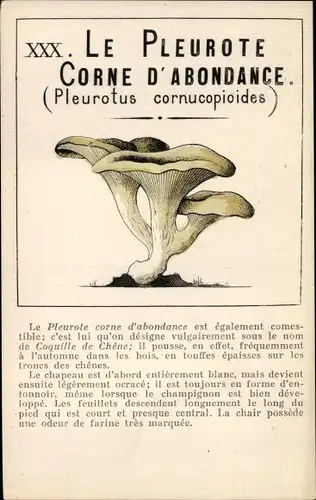 Ak Pilze, Le Pleurote Corne d'Abondance, Pleurotus cornucopioides