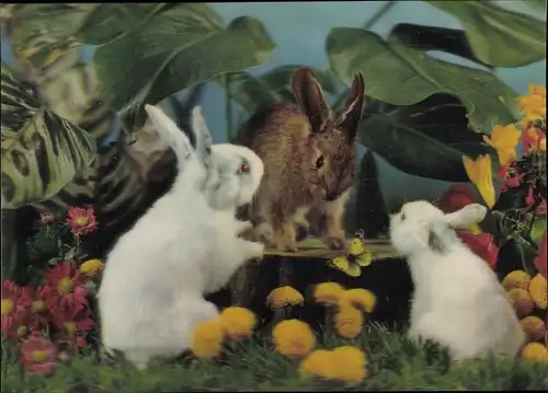 3-D Ak Three rabbits, Drei Hasen, Albinos
