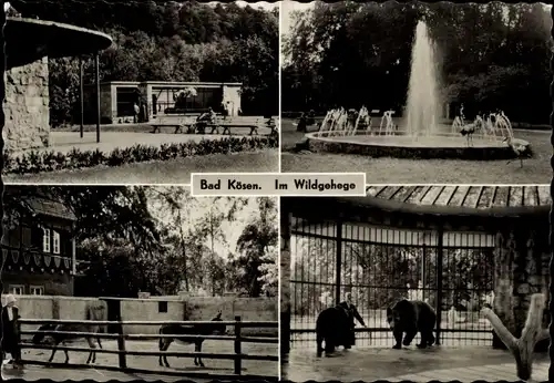 Ak Bad Kösen Naumburg an der Saale, Wildgehege, Springbrunnen, Esel, Bären