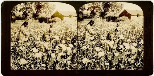 Stereo Foto Mohnblumenfeld, Kinder bei der Ernte