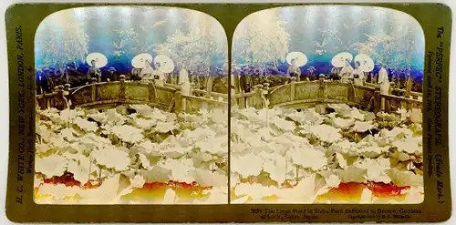 Stereo Foto Tokio Tokyo Japan, Shiba Park, Lotus Pond, dedicated to Benten, Goddess of Luck