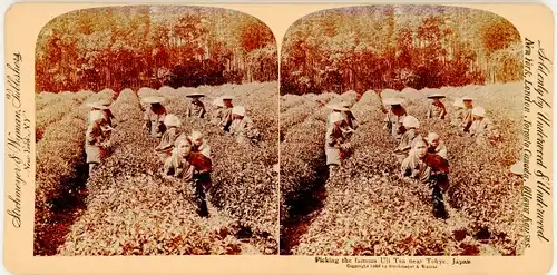 Stereo Foto Japan, Picking the famous Uji Tea near Kyoto, Teepflücker