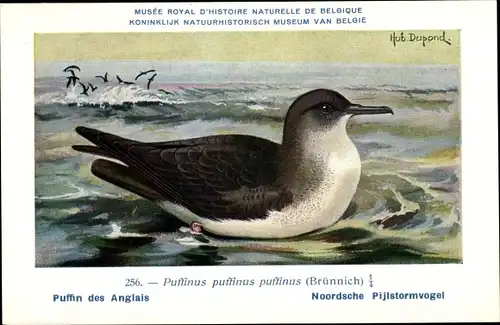 Künstler Ak Dupond, Hub., Puffinus puffinus, Atlantiksturmtaucher