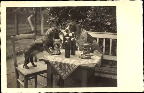 Ak Dackel trinkt aus einem Bierkrug, Hunde an einem Tisch, Zigarre, Pfeife