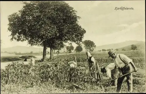 Ak Kartoffelernte, Bauern, Landwirtschaft