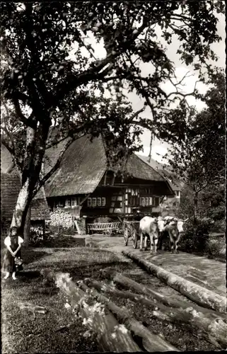 Foto Ak Alter Schwarzwaldhof, Bauernhof, Rind