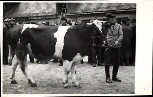 Foto Ak Callenberg in Sachsen, BSS Callenberg, Vorführung von Bullen, Besucher