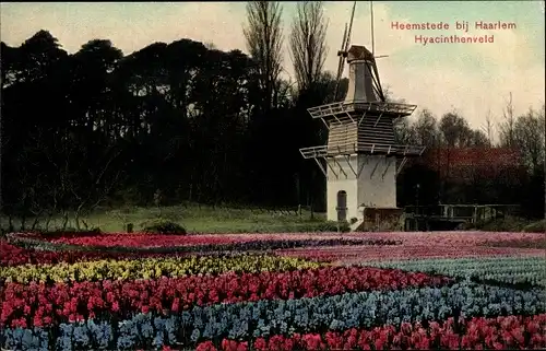 Ak Heemstede Nordholland Niederlande, Hyacinthenveld, Hyazinthenfeld, Blumen, Windmühle