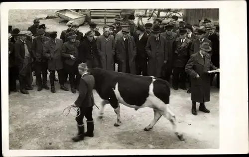 Foto Ak Callenberg in Sachsen, BSS Callenberg, Junge führt Kuh vor, Männer begutachten