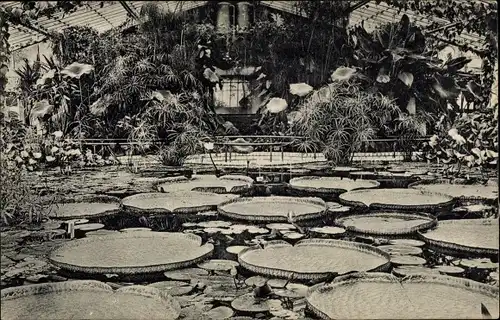 Ak Berlin Zehlendorf Dahlem, Königl. Botanischer Garten