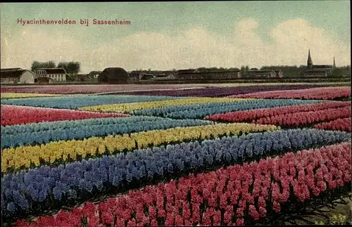 Ak Sassenheim Südholland, Hyacinthenvelden, Hyazinthenfeld, Blumen