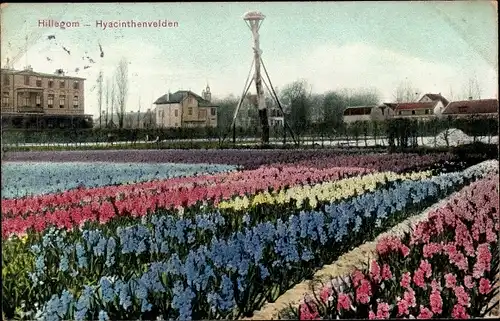 Ak Hillegom Südholland Niederlande, Hyacinthenvelden, Hyazinthenfeld, Blumen