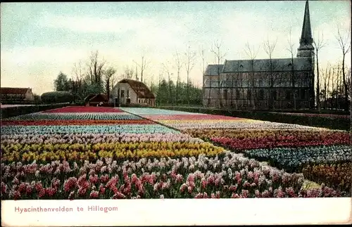 Ak Hillegom Südholland Niederlande, Hyacinthenvelden, Hyzinthenfeld, Blumen, Kirche