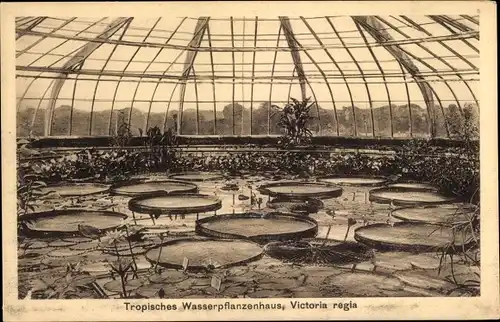 Ak Berlin Zehlendorf Dahlem, Tropisches Wasserpflanzenhaus, Victoria regia, Botanischer Garten