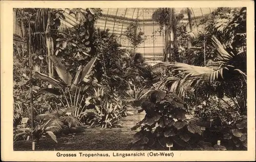 Ak Berlin Zehlendorf Dahlem, Großes Tropenhaus, Botanischer Garten