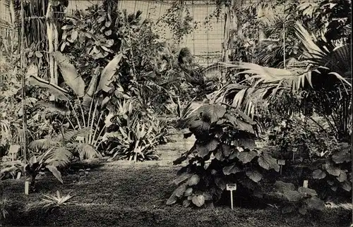 Ak Berlin Zehlendorf Dahlem, Großes Tropenhaus, Botanischer Garten