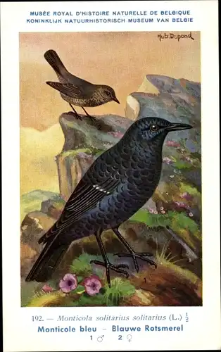 Künstler Ak Dupond, Hub., Monticola solitarius, Blaumerle