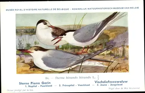 Künstler Ak Dupond, Hub., Sterna hirundo, Fluss Seeschwalbe