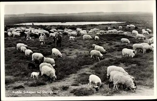 Ak Dwingeloo Drenthe Niederlande, Kudde Schapen